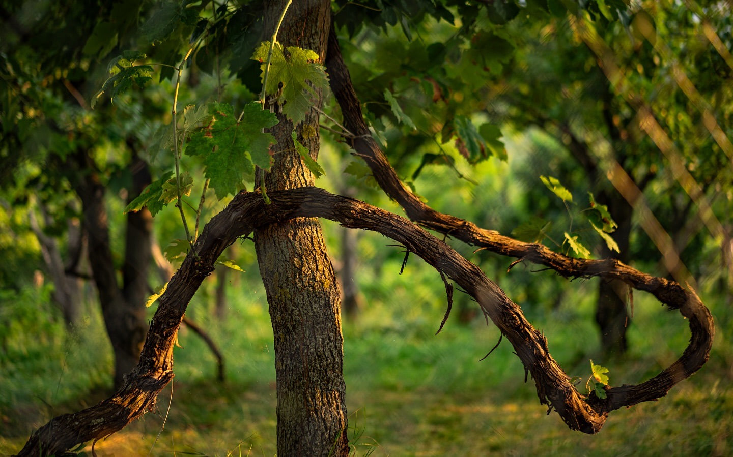 Albanian Vines Uka winery vineyards