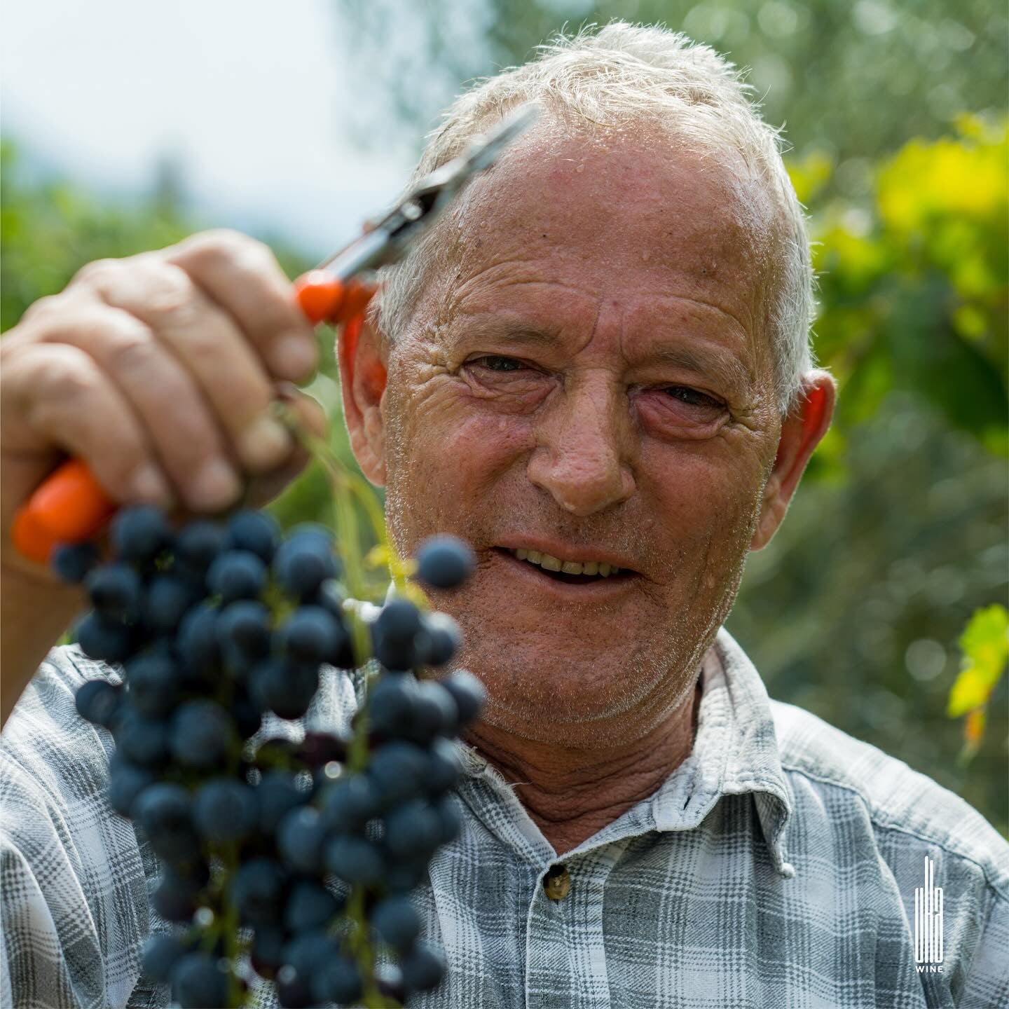 Albanian man working during grape harvest 