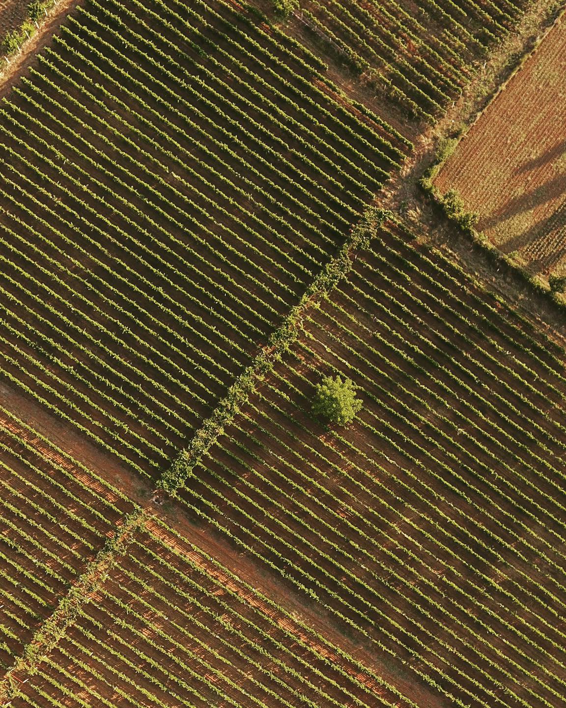 View from Medaur winery vineyards in albania 