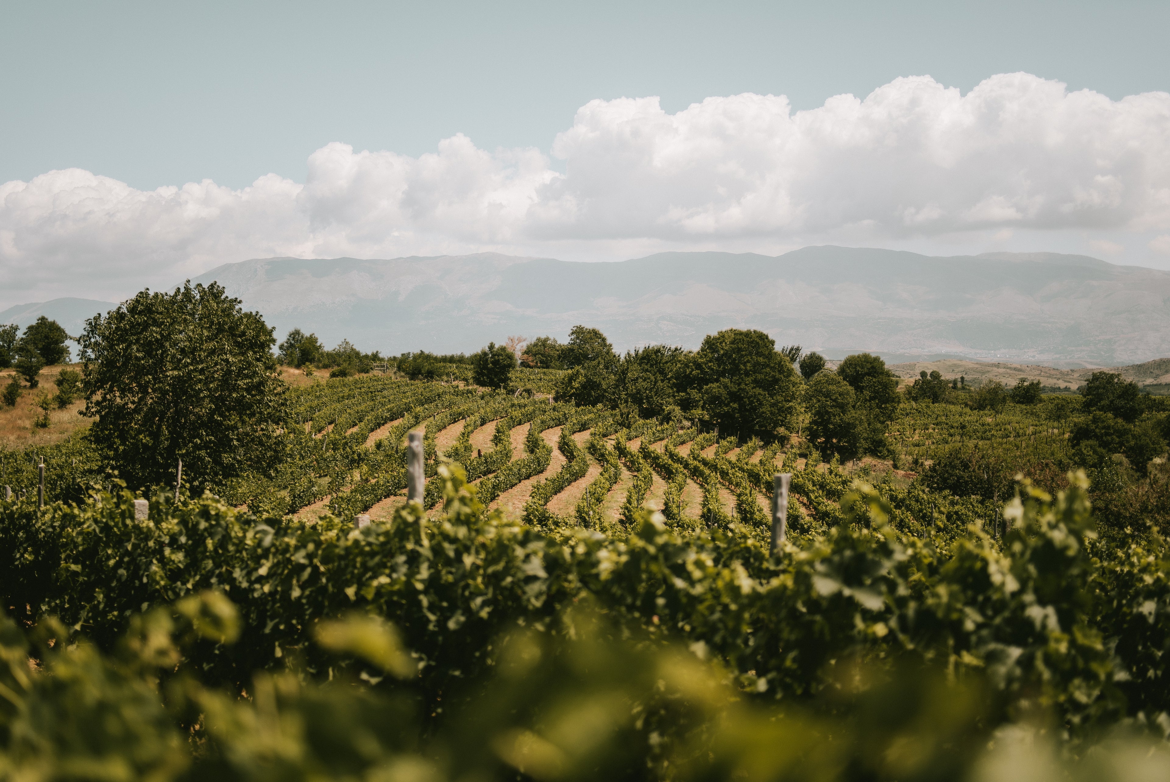 picturesque vineyards view at Caco Winery Pogradec Albania 
